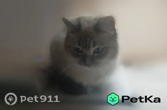 Пропала кошка, Село Кетово, Советская, Кетово — серенький хвост - photo