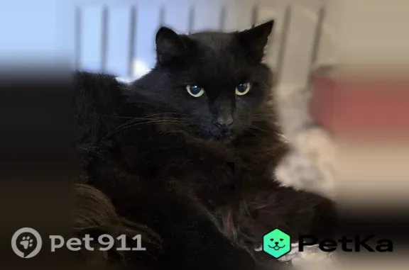 Найденные животные Ростов-на-Дону, фото: Найдена кошка, Заводская, д. 11, Ростов-на-Дону — ласковая, спокойная, кастрирована