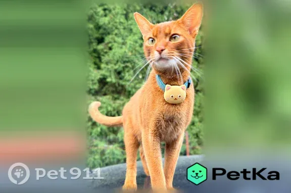 Пропала кошка, Деревня Гридюкино (г Ступино), Садовая, Ступино — рыжий кот абиссинской породы, голубой ошейник - photo