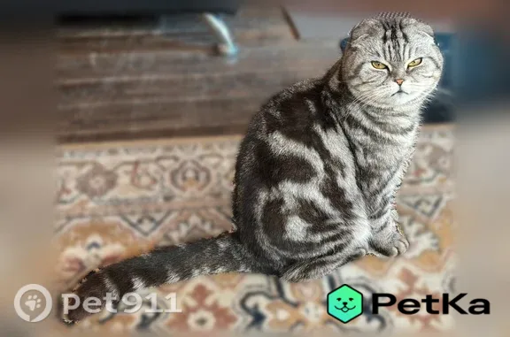 Пропала кошка, Ухта, Земляничная, д. 1 — очень осторожная, 9 лет - photo