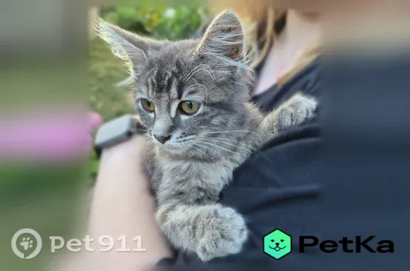 Найдена кошка, Тула, фото: Кошка ищет дом, Тула, 13-й, Тула — ласковая, спит на коленях