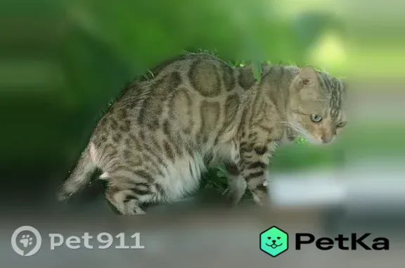 Найдена кошка, Новый, д. 35, Новосибирск — похожа на бенгальскую, в руки не даётся - photo