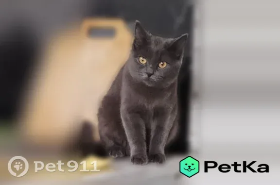 Кошка ищет дом, Заполярная, д. 39 3, Краснодар — самая добрая, приучена к лотку - photo