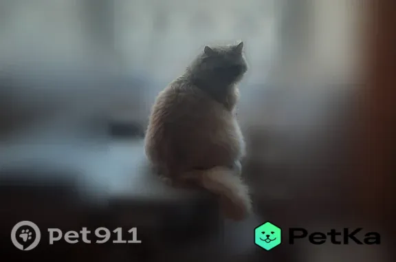 Пропала кошка, Реж, Фрунзе, д. 19/2 — крупная, пушистая, прячется под машинами - photo