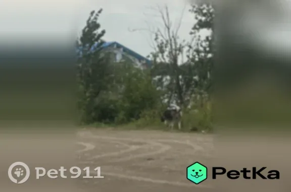 Найдена собака, Берег Камы, фото: Найдена собака, Деревня Берег Камы, д. 21, Берег Камы — в темно-зелёном ошейнике, похожа на маламута/хаски