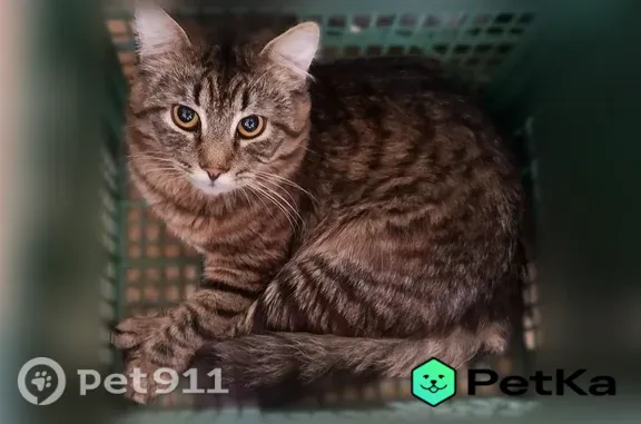 Пропала кошка, Иваново, Парижской Коммуны, д. 24 — полосатый кот, выпрыгнул из окна вчера вечером - photo