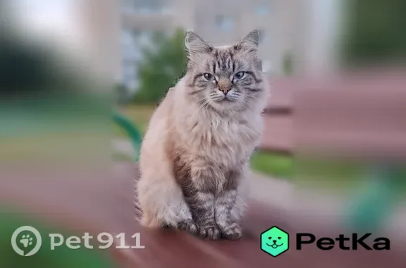 Найдена кошка, Кострома, фото: Найдена кошка, Волжский квартал 1, Кострома — очень красивая, общительная