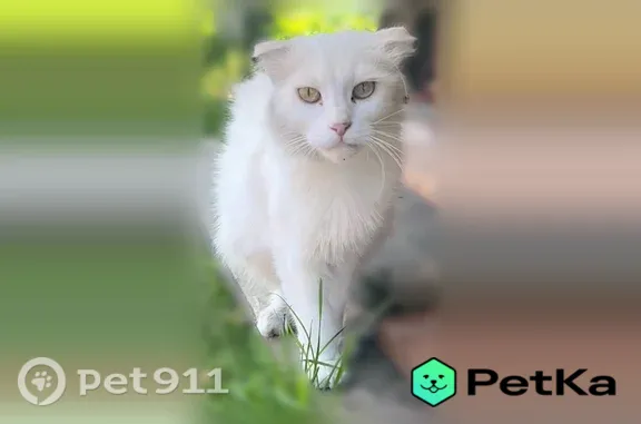 Найдена кошка, Новый Оскол, фото: Найдена кошка, Новый Оскол, Оскольская, д. 23 — чисто белая, ручная