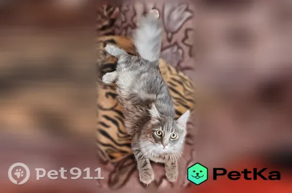 Пропала кошка, Вятская, д. 31, Ростов-на-Дону — серый, пушистый, крупный - photo