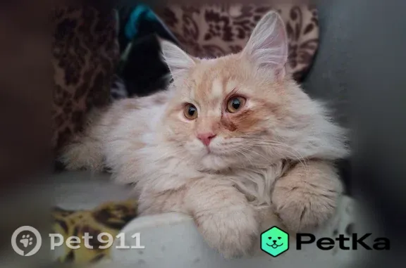 Пропала кошка, Мельникова, д. 30, Нижний Новгород — персиковая, жёлтые глаза - photo