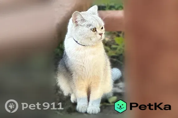 Найдена кошка, Курчатов, фото: Найдена кошка, Голубой Лог, Курчатов — молодая, подходит с опаской