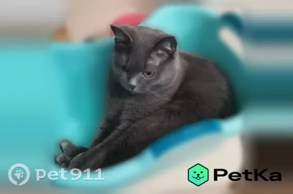 Пропала кошка, Орджоникидзе, д. 28, Сыктывкар — серая, течёт правый глазик - photo