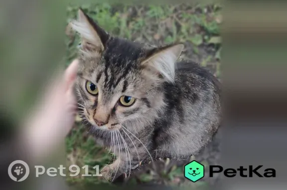 Найдена кошка, Уфа, фото: Найдена кошка, Георгия Мушникова, д. 11, Уфа — сероватая, очень тактильная и тощая, похожа на домашнюю