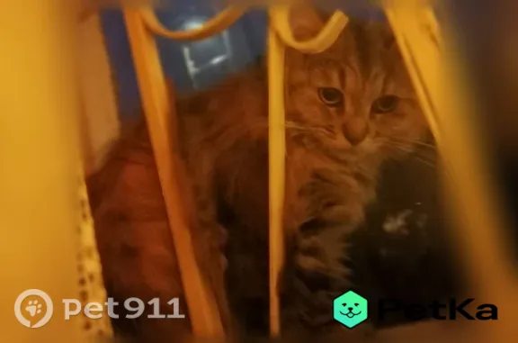 Найдена кошка, Серпухов, фото: Найдена кошка, Серпухов — очень пугливая