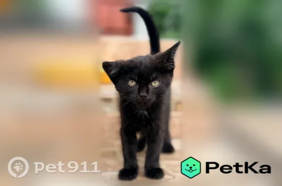 Кошка ищет дом, Лиски — котёнок-мальчик, 2 месяца, у ушка сломан хрящик - photo