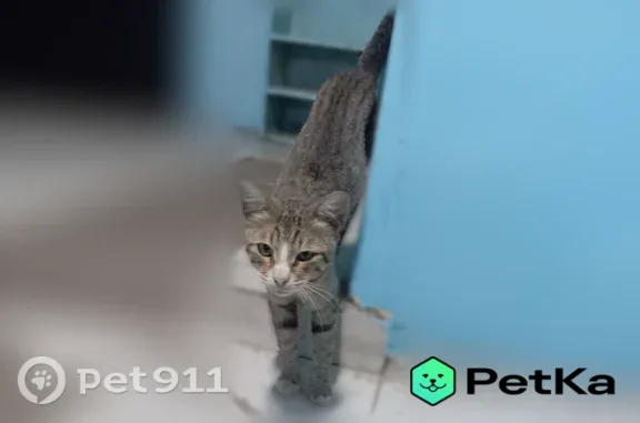 Найдена кошка, Астрахань, фото: Найдена кошка, Астрахань — бывшедомашняя, умная