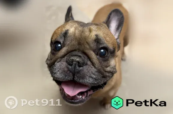 Пропала собака, Щёлково, Дачная, д. 18 — французский бульдог, домашний - photo