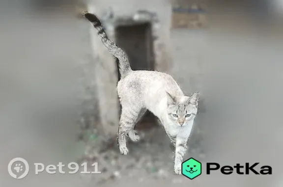 Найдена кошка, Астрахань, фото: Найдена кошка, Район Ленинский (г Астрахань), Татищева, д. 61, Астрахань — очень исхудалая, хромает на лапку