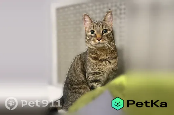 Кошки потеряшки, Йошкар-Ола, фото: Потеряшка кошка, Подольских курсантов, д. 14, Йошкар-Ола — очень пугливая, откликается тихим мяуканьем