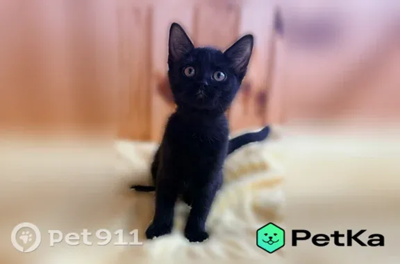 Кошки потеряшки, Липецк, фото: Найдена кошка, Липецк — котята 2,5 мес, все девочки, к лотку приучены