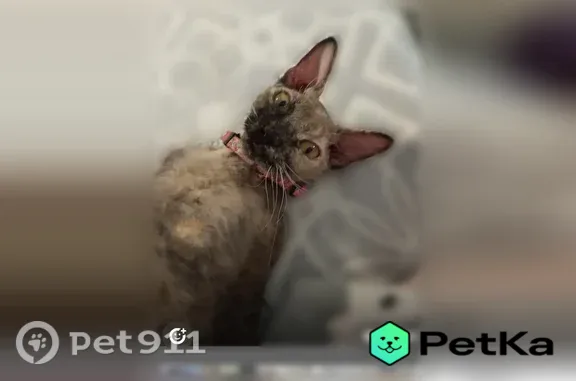 Пропала кошка, Калуга, Гурьянова, д. 59 2 — ласковая, ручная, кормит котёнка - photo