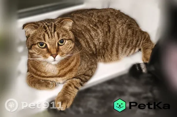 Найдена кошка, Нижний Новгород, фото: Найдена кошка, Район Сормовский (г Нижний Новгород), Василия Иванова, д. 24, Нижний Новгород