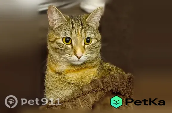 Объявления о пропавших и найденных животных, Советский, фото: Пропала кошка, Нефтяников, Советский — ушла гулять утром 21.07.2026