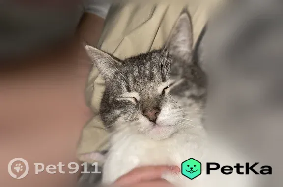 Пропала кошка, Район Ленинский (г Пенза), Средний 1-й, д. 44, Пенза — серо-белый окрас, пугливая - photo