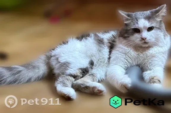 Пропала кошка, Белгород, Костюкова, д. 63 — серо-белая, очень пугливая - photo