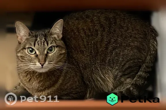 Пропала кошка, Батыршина, д. 23, Казань — миниатюрная, окрас шпрот, шрамик после стерилизации - photo