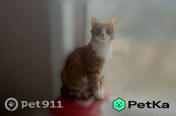 Кошки потеряшки, Улан-Удэ, фото: Потеряшка кошка, Район Октябрьский (г Улан-Удэ), Краснофлотская, д. 18, Улан-Удэ — рыжая, белые носочки