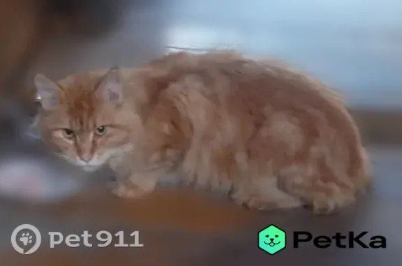 Найдена кошка, Верхняя Пышма, фото: Найдена кошка, Территория СТ Юбилейное (г Верхняя Пышма), Верхняя Пышма — большая рыжая, предположительно мейн-кун