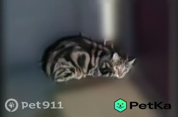 Кошки потеряшки, Мурино, фото: Найдена кошка, Мурино, Воронцовский, д. 19 1 — сидела в подъезде возле дверей