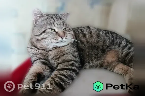 Пропала кошка, Красносормовская, д. 14А, Нижний Новгород — крупная, 11 лет, со швами на левом глазу - photo