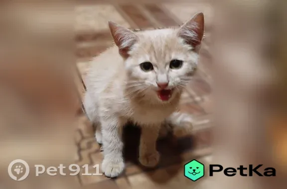 Найдена кошка, Тула, фото: Найдена кошка, Тула — котёнок 2–3 месяца, персиковый, лоток знает