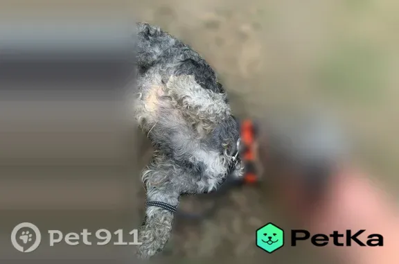 Пропала собака, Екатеринбург — похожа на пуделя, в ярко-оранжевой шлейке - photo
