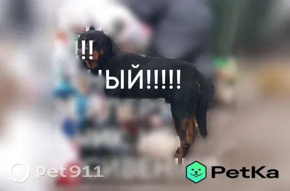 Найдена собака, Тамбов, фото: Найдена собака, Район Октябрьский (г Тамбов), Мичуринская, д. 233, Тамбов — не агрессивен, ласков
