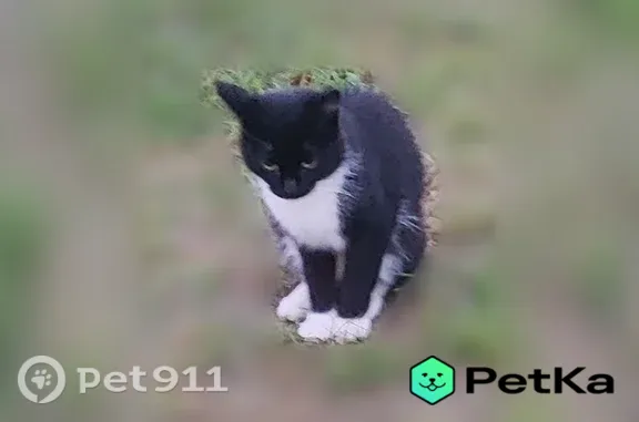 Найдена кошка, Ярославль, фото: Найдена кошка, Ярославль, Фрунзе — на детской площадке у «Вкусно и точка»