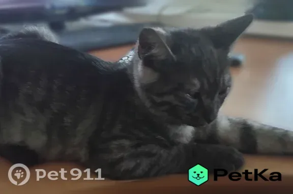 Пропала кошка, Коломна, Окский, д. 78 — котёнок 4 месяца, испугался и убежал - photo