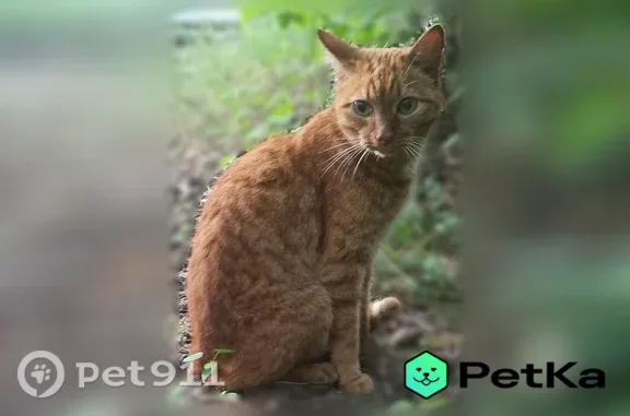 Кошка ищет дом, Район Советский (г Новосибирск), Русская, д. 35/1, Новосибирск — полностью рыжий, ласковый, немного пугливый - photo