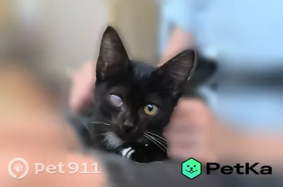 Найдена кошка, Кострома, фото: Кошка ищет дом, Кострома — маленькая чёрная кошечка, около 3 месяцев