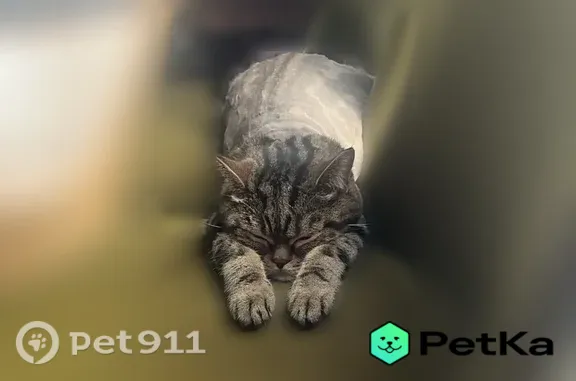 Пропала кошка, Поселок Верхняя Подстепновка, Дачная, д. 8, Верхняя Подстёпновка — кастрированная, подстриженная - photo
