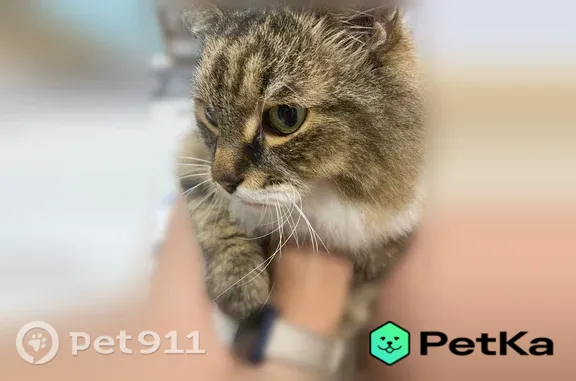 Объявления о пропавших и найденных животных, Новосибирск, фото: Найдена кошка, Ленина, д. 1, Новосибирск — жёлтая шлейка