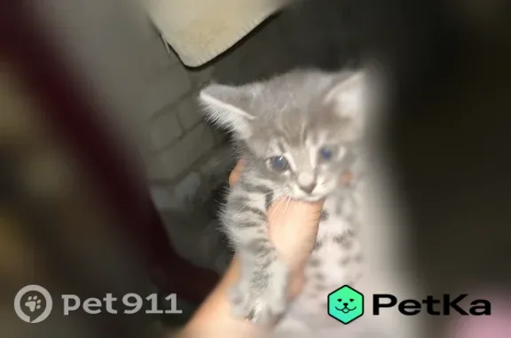 Найдена кошка, Хадыженск, фото: Найдена кошка, Хадыженск — один глазик чуть мутный