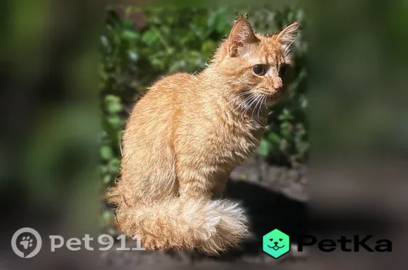 Найдена кошка, Шереметевский, д. 117, Иваново — молодая, чистая, ласковая девочка - photo