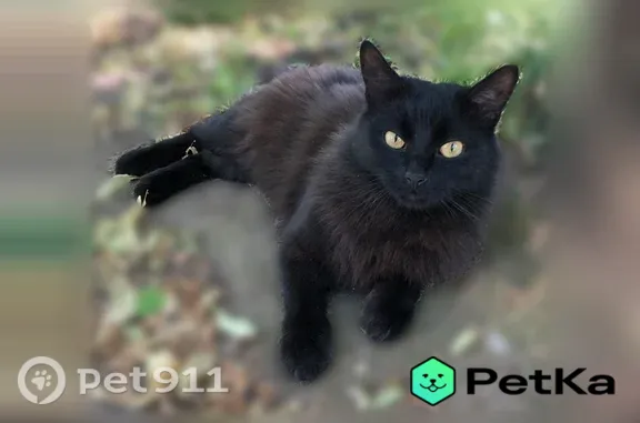 Пропала кошка, Дзержинского, Кострома — кот выпал из окна - photo