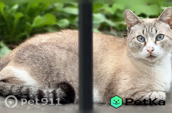 Найденные животные Нижний Новгород, фото: Найдена кошка, Минина, Нижний Новгород — ласковая, доверчивая