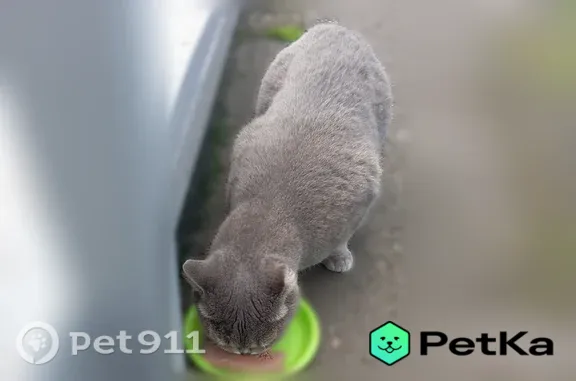 Найдена кошка, Шарыпово, фото: Найдена кошка, Шарыпово, Пионерская, д. 9 — ласковая, серого цвета, повреждено одно ухо