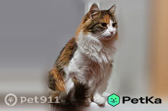 Пропала кошка, Территория СНТ Горки-2 (деревня Солослово) (г Одинцово), Одинцово — трёхцветная, пушистая, с белой грудкой - photo