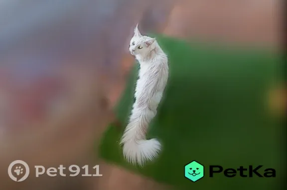 Кошки потеряшки, , фото: Потеряшка кошка, Деревня Балабаны, Рождественская — мейн-кун, откликается на кличку Мандо